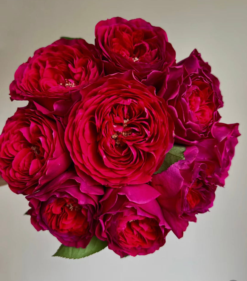Wedding cutting Rose Darcey