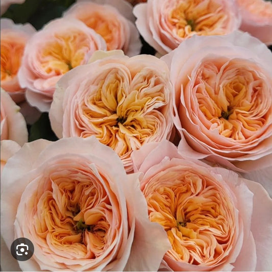 Georgina garden cutting rose