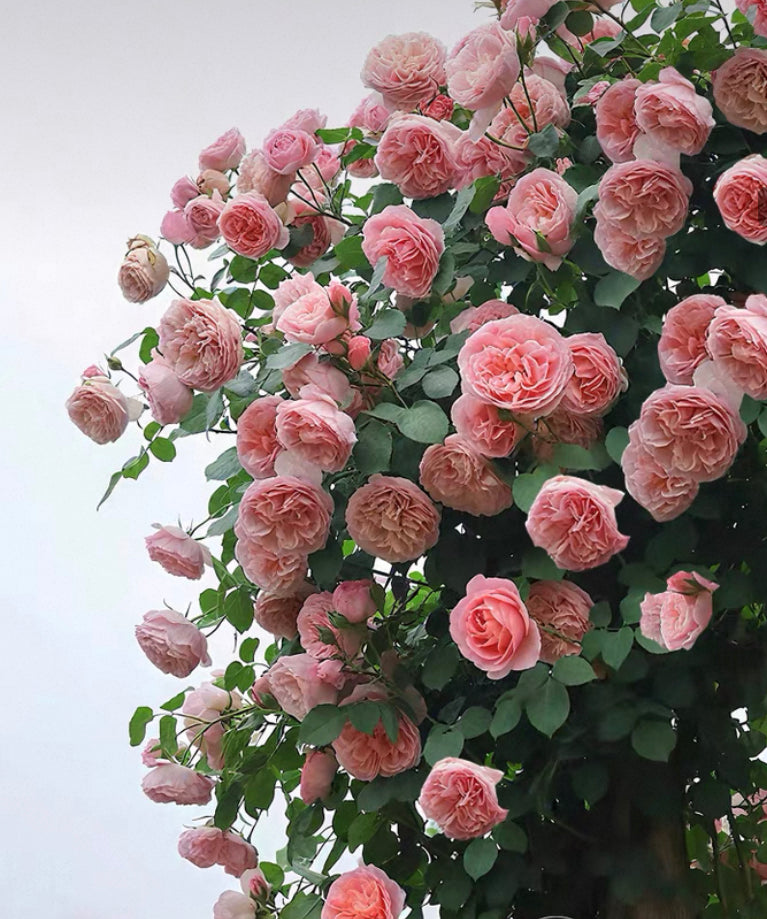Dames de Chenonceau strong fragrance climbing rose