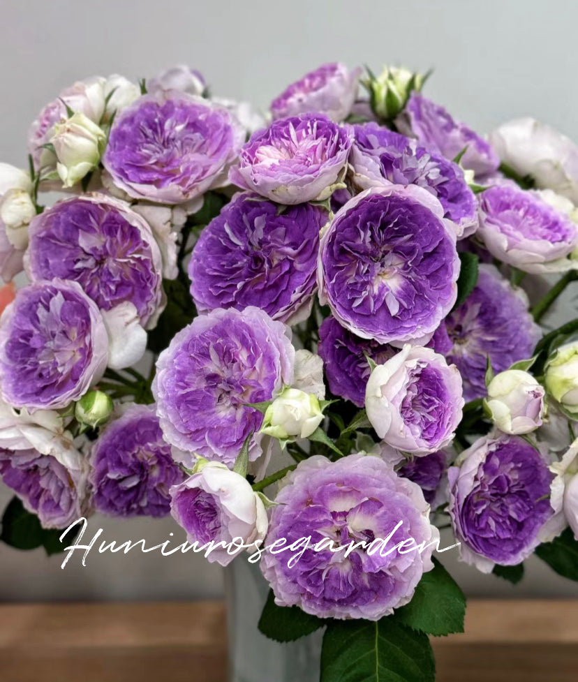 Blue moonstone Japanese rose