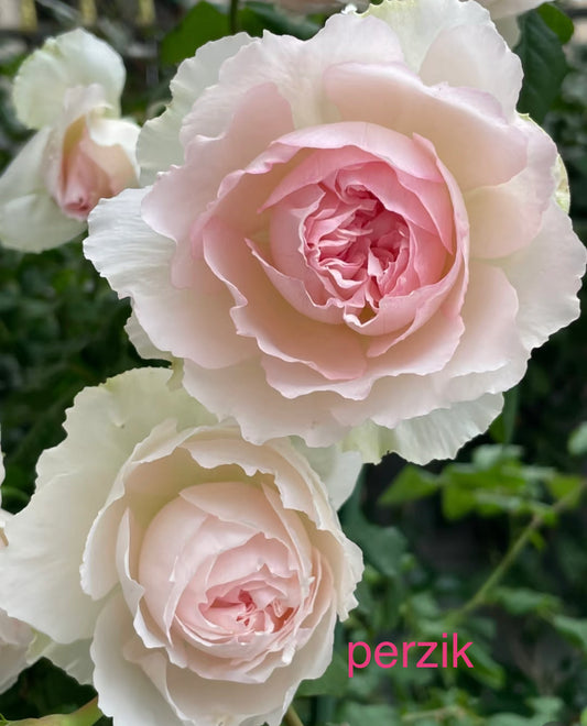Japanese rose M-perzik