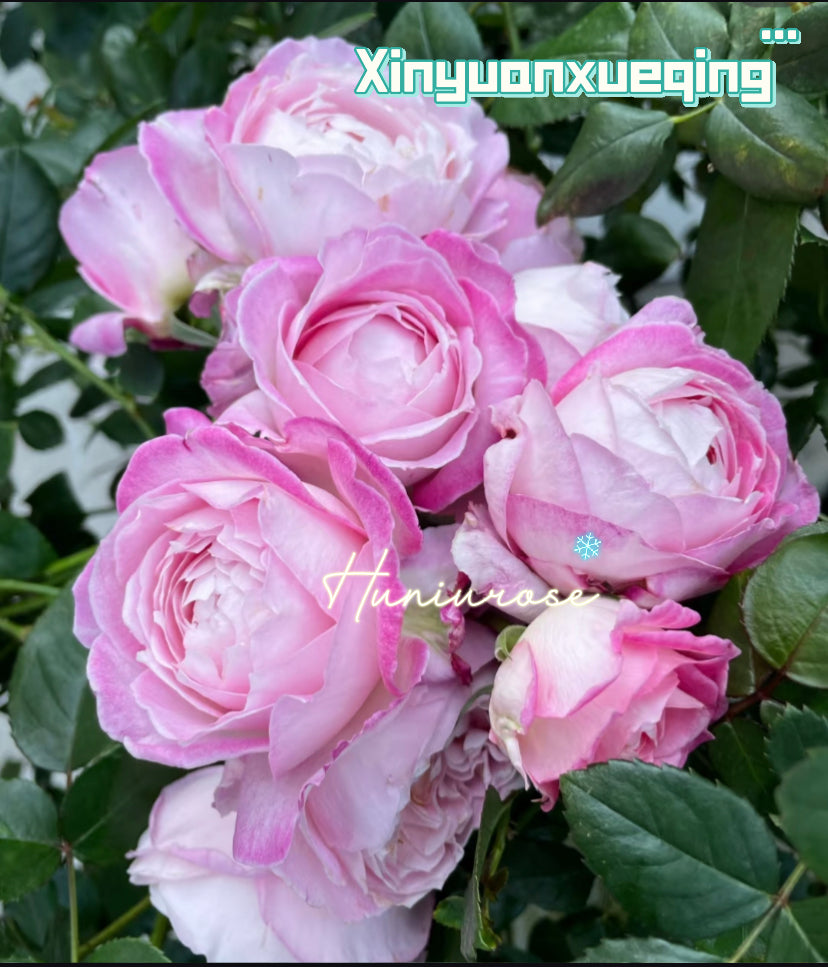 2024 new Xinyuanxueqing Asia rose