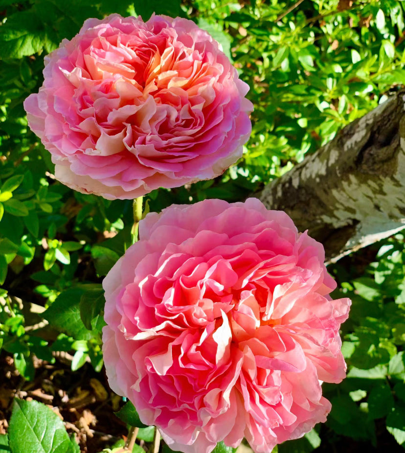 Abraham Darby David Austin rose