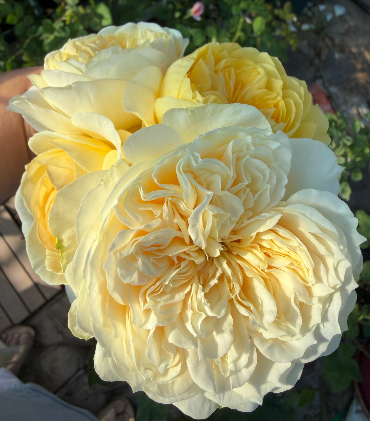 New cutting rose limited quantity Enid only for preorder