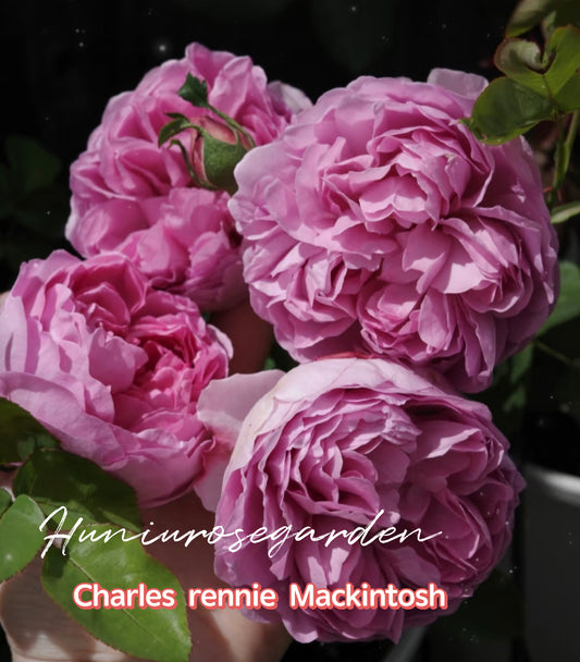 Charles rennie Mackintosh DA