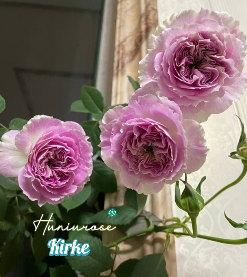 Kirke Japanese rose