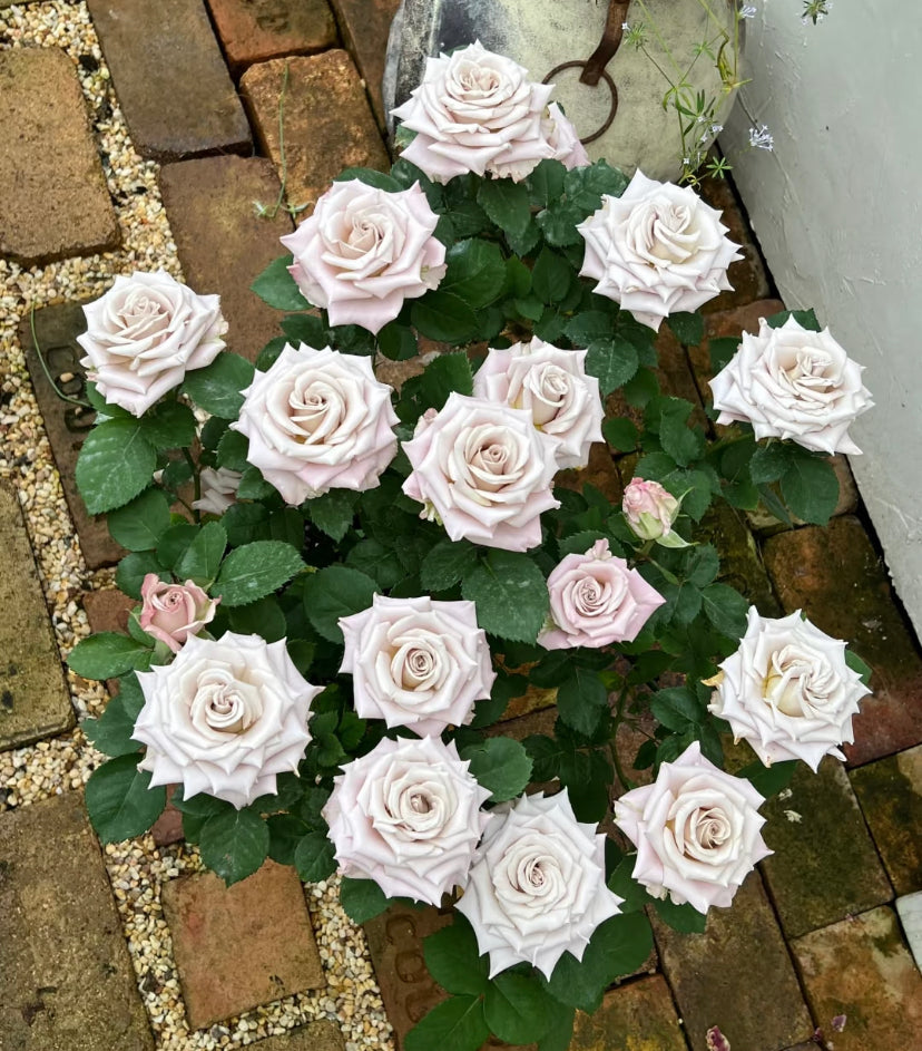 Menta cutting rose