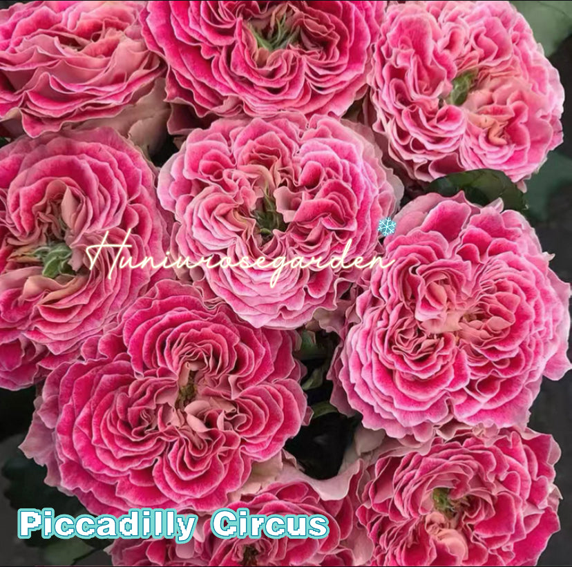 Piccadilly Circus cutting rose