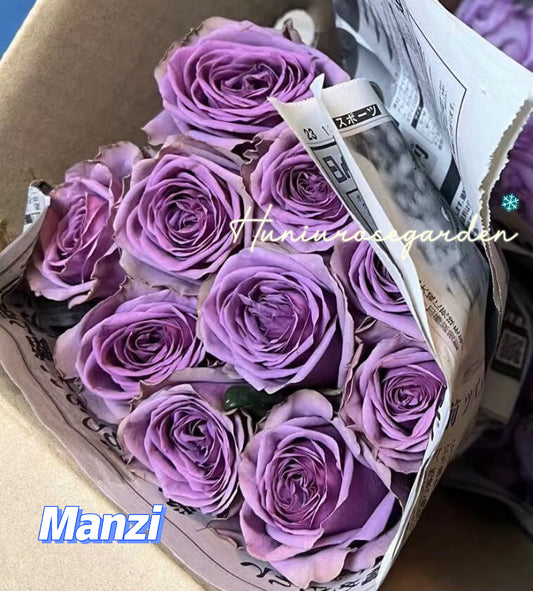 Japanese rose Manzi