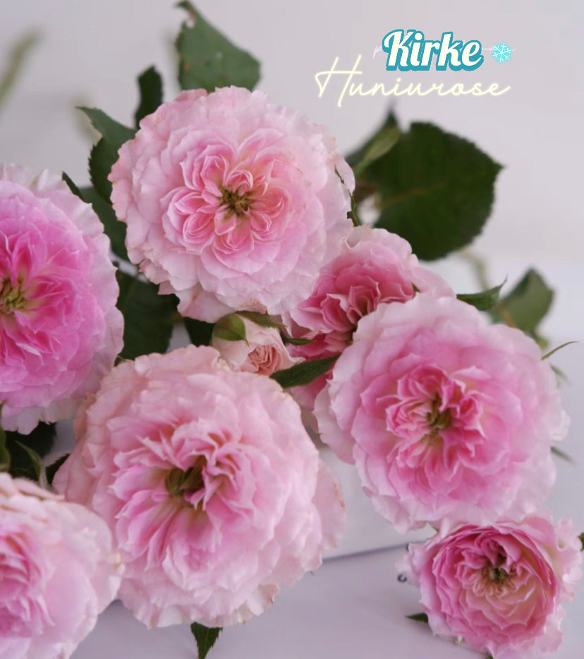 Kirke Japanese rose
