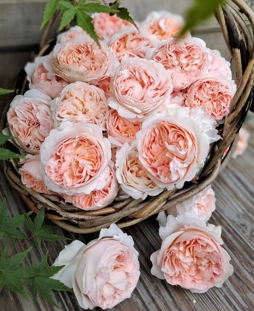Ambridge Rose David Austin