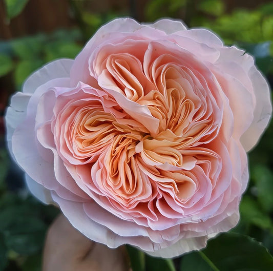 Hanxian Chinese climbing rose