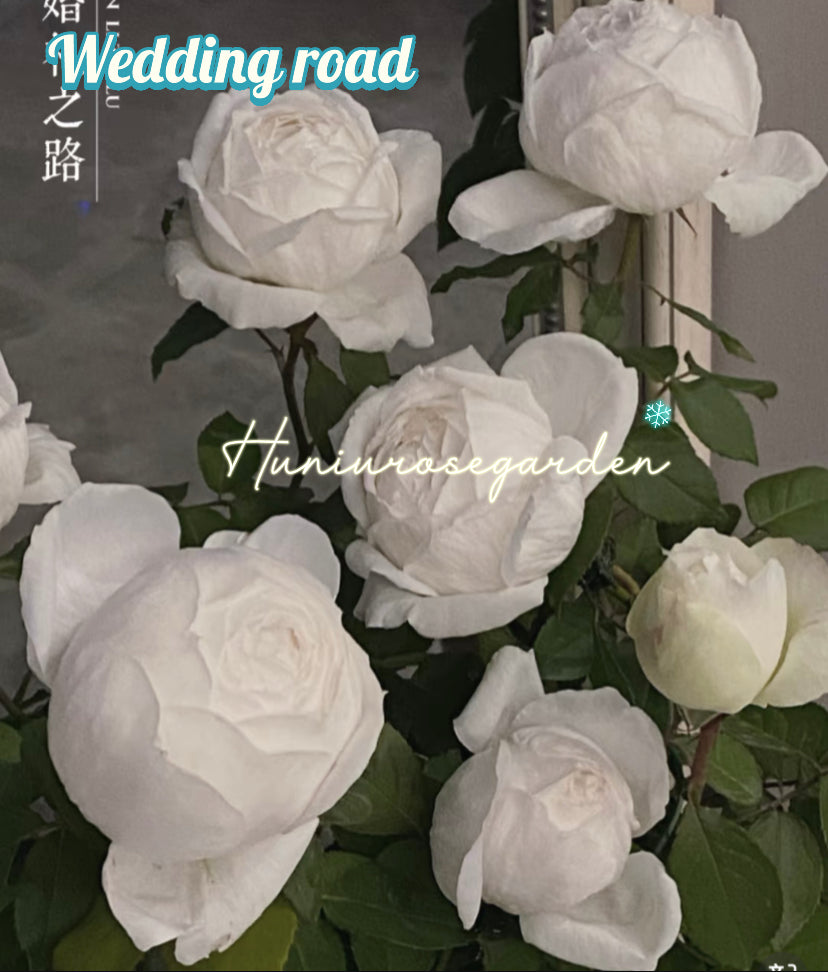 Yves wedding road cutting rose