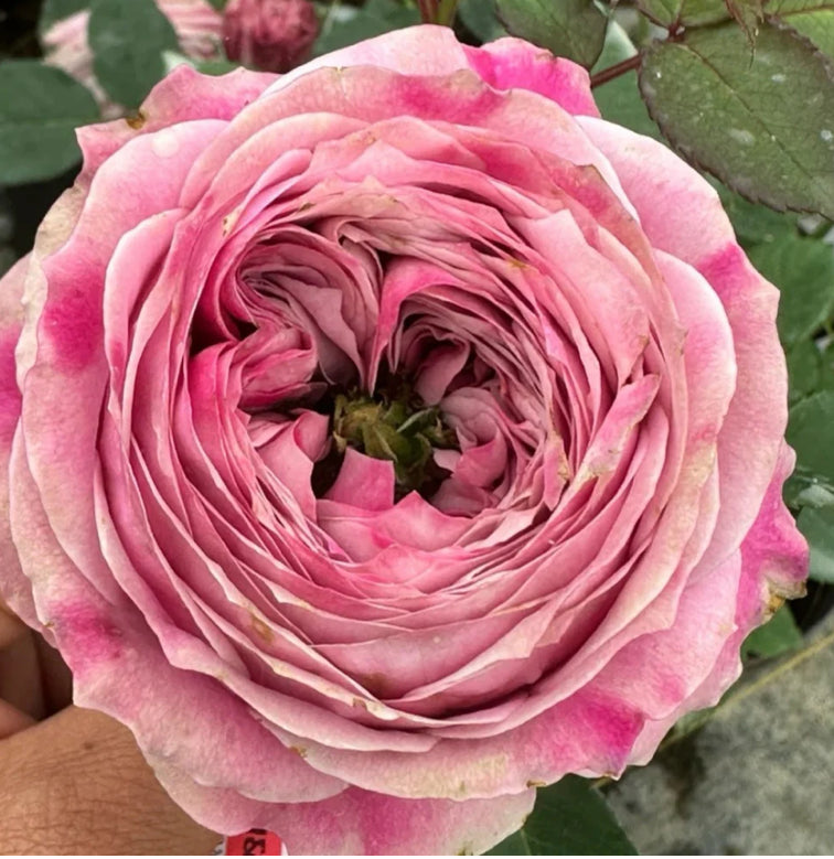 Peonkiss rose plant 牡丹之吻