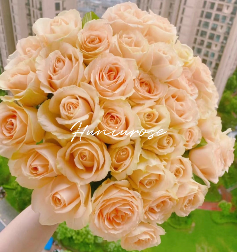 Peach avalanche northland cutting rose