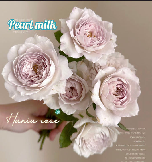 Pearl milk Japanese rose