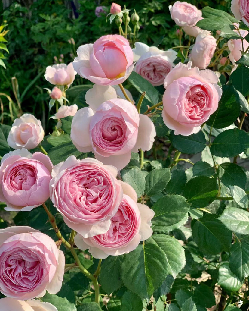 Geoff Hamilton David Austin rose