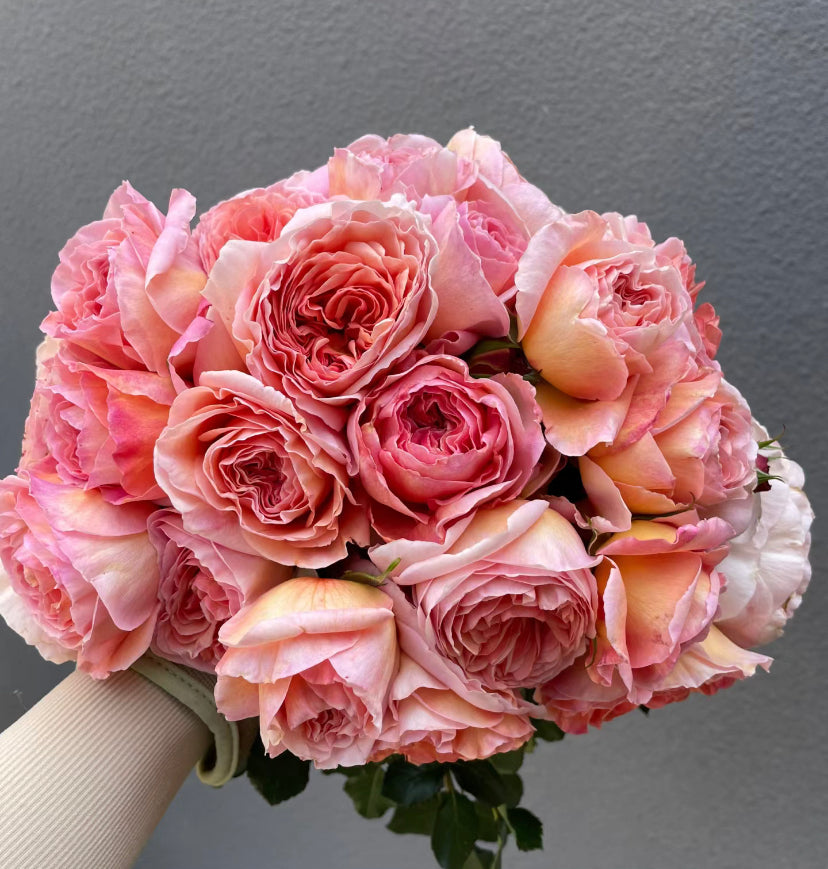 Abraham Darby David Austin rose