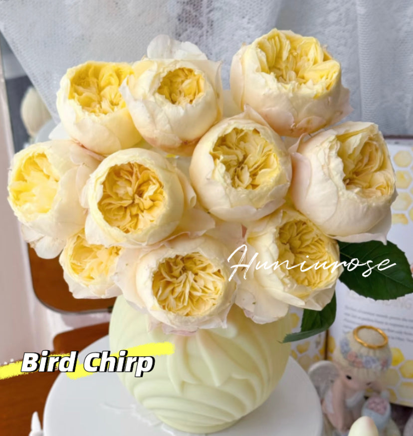 Bird chirp Asia rose