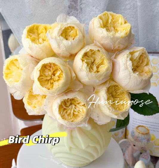 Bird chirp Asia rose