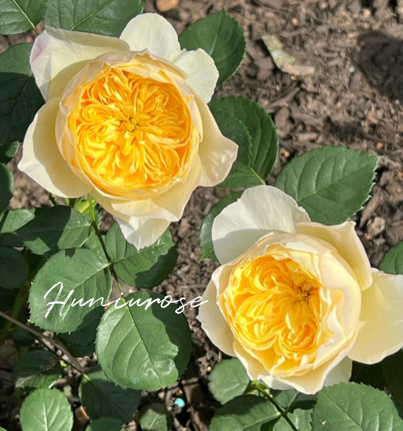 Bird chirp Asia rose