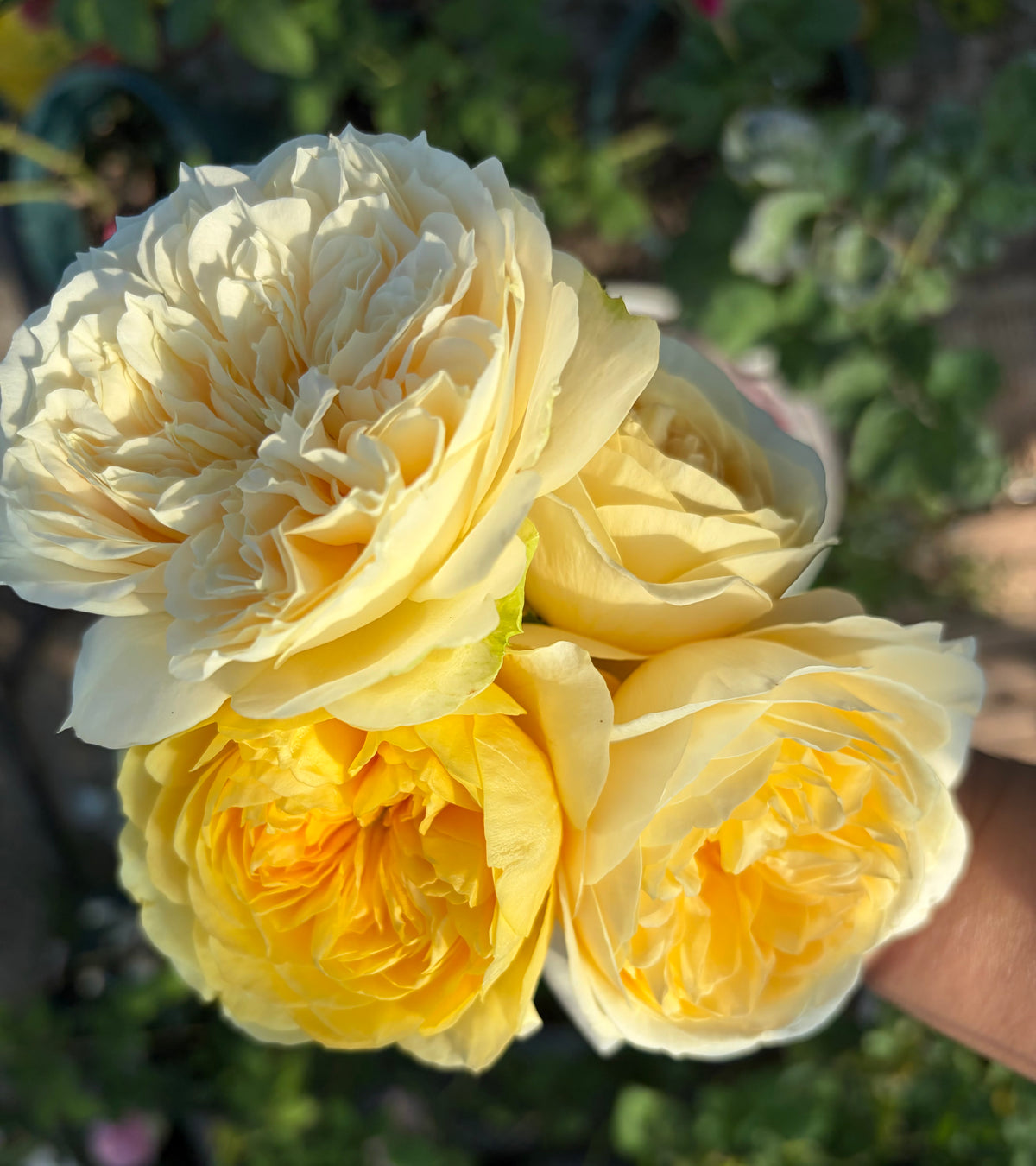 New cutting rose limited quantity Enid only for preorder
