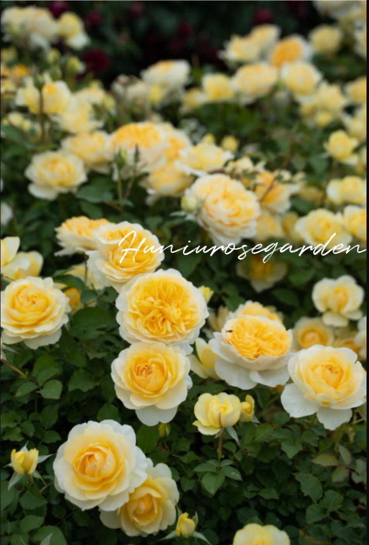 Goose yellow Asia rose