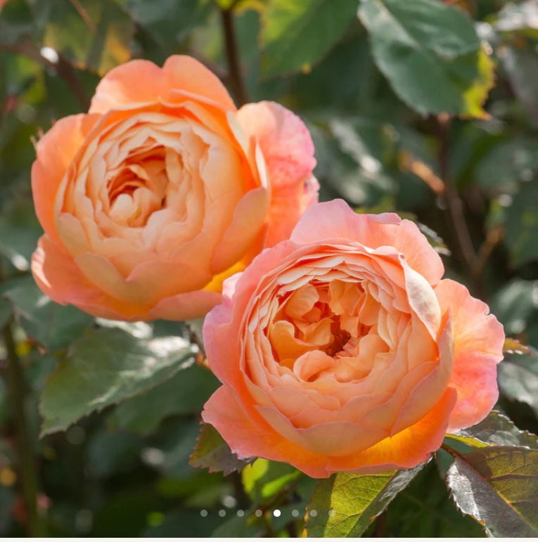 English rose  plant Lady Emma Hamilton