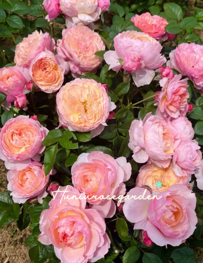Yinyinfeng Asia rose