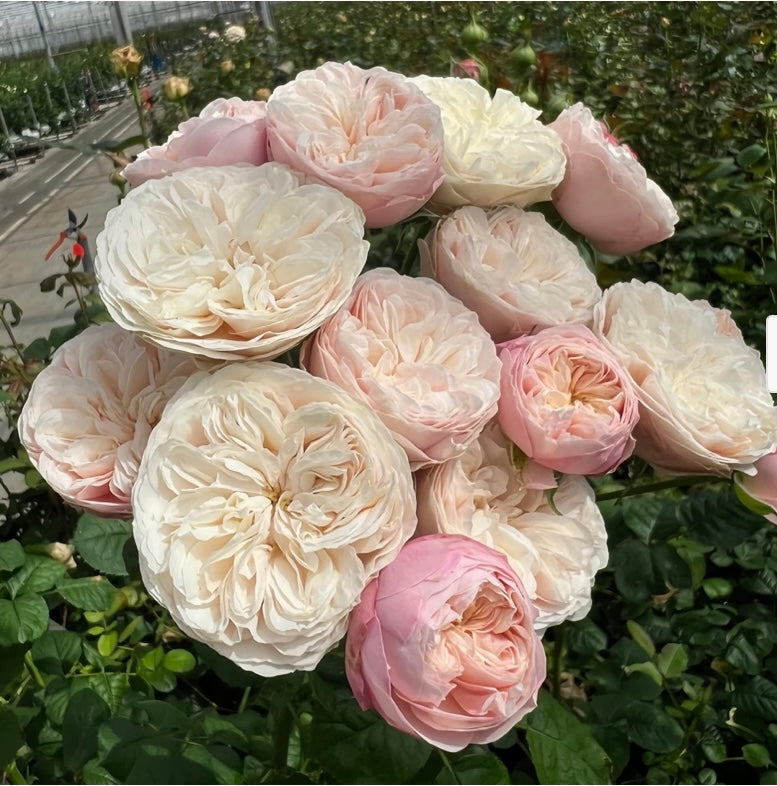 New,VP cutting rose Royal Blush皇家腮红