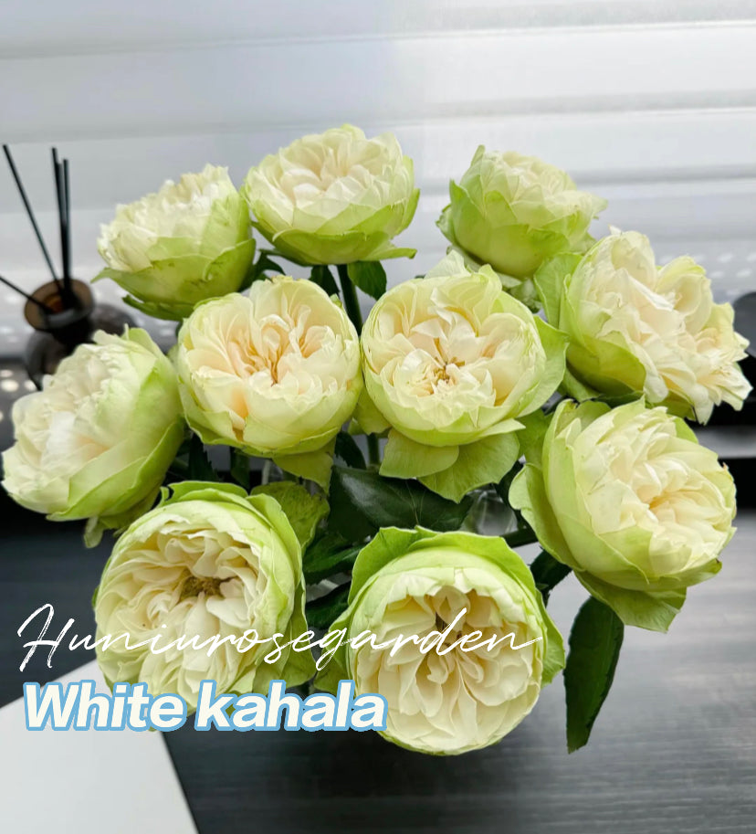 White kahala cutting rose