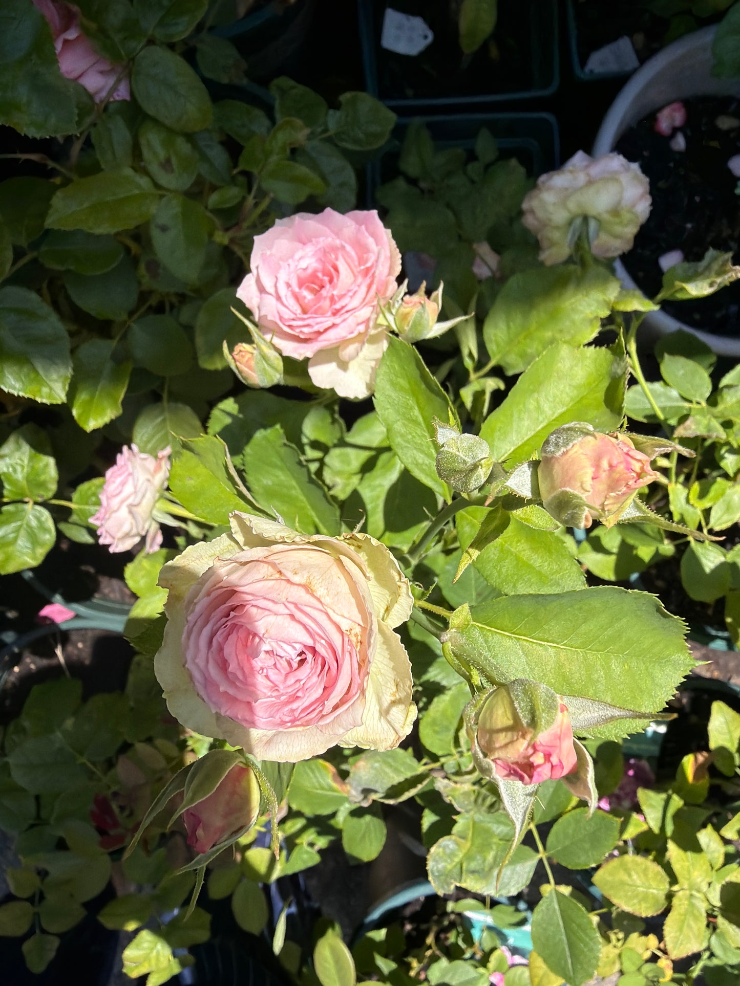 silver lace Dutch cutting rose