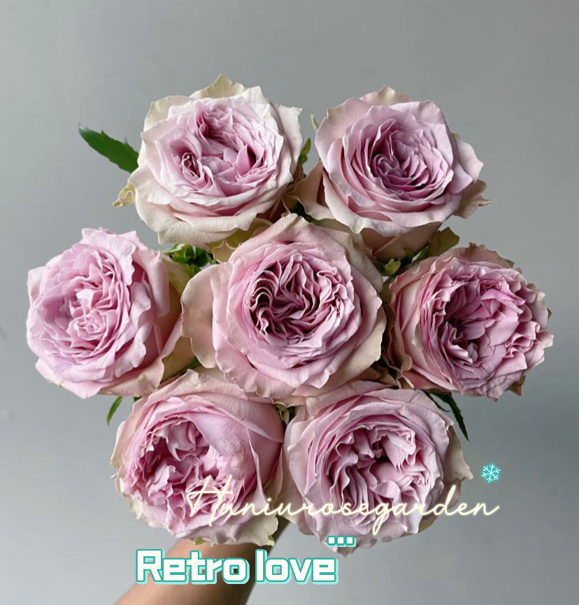 Very new Cutting rose retro love Wans
