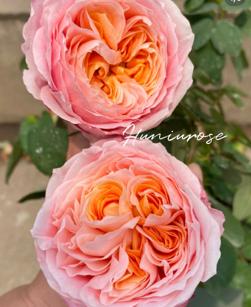 Princess Sakure Japanes rose