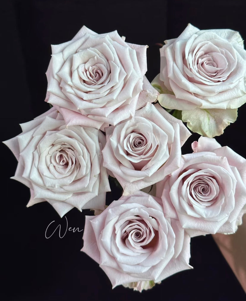 Menta cutting rose