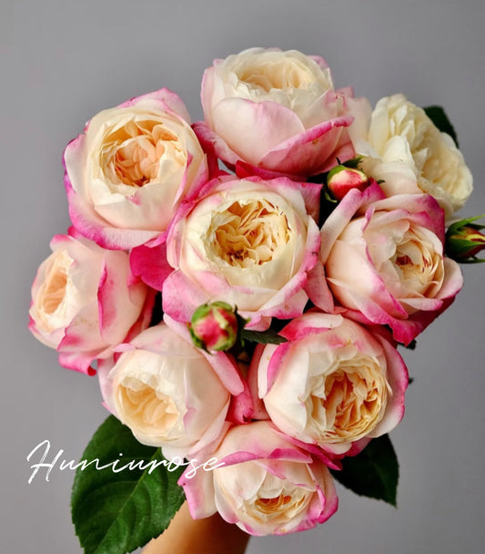 Mon Amour Japanese rose