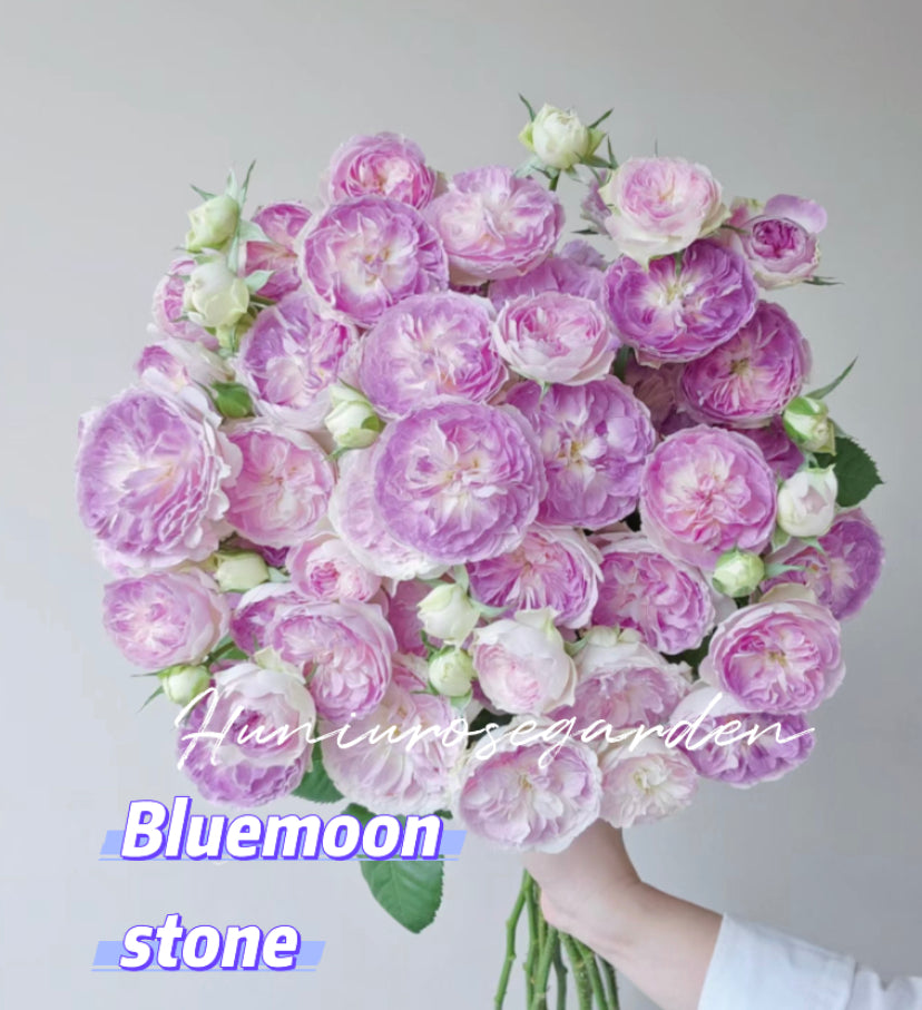 Blue moonstone Japanese rose
