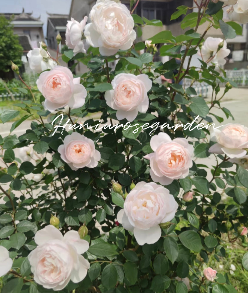Desdemona David Austin rose