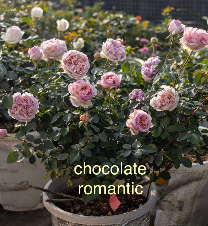 Japanese rose varieties preorder