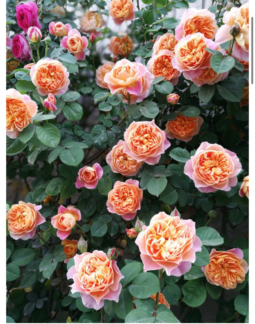 The impression big climbing rose