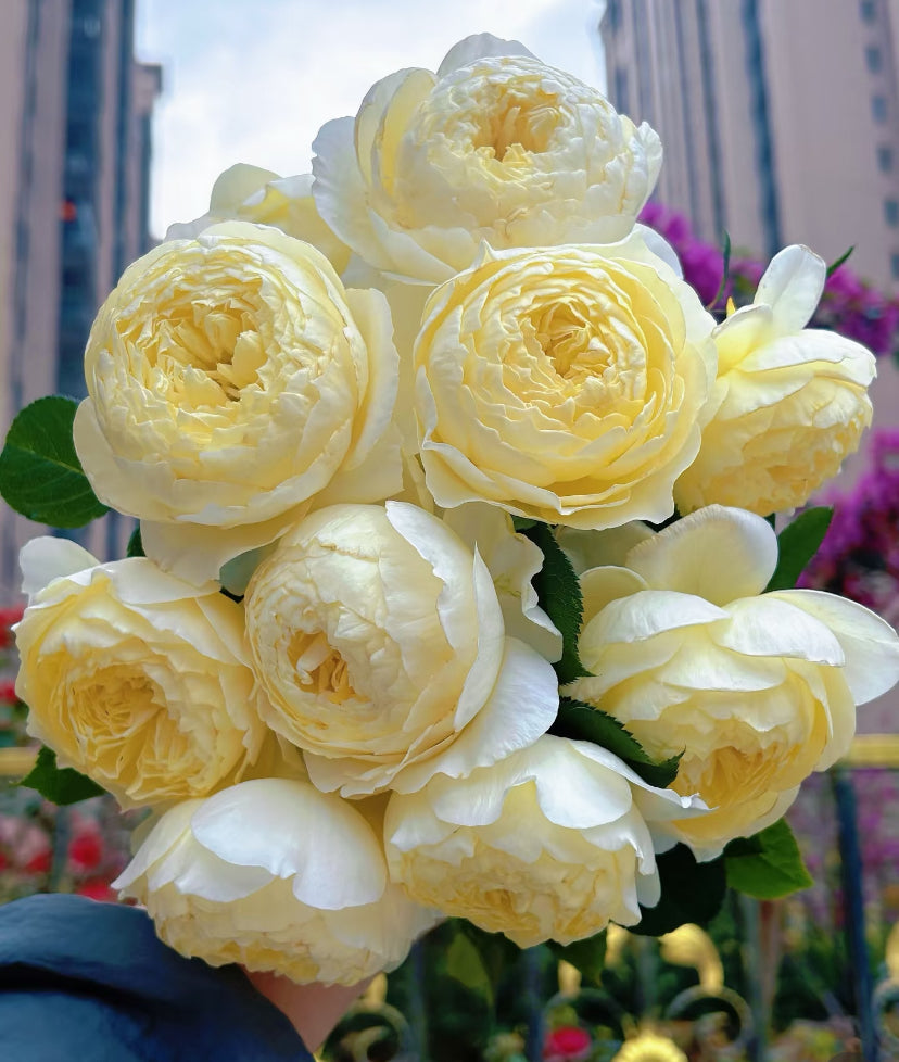 Asia 2025 new Fuguang nice petals 浮光