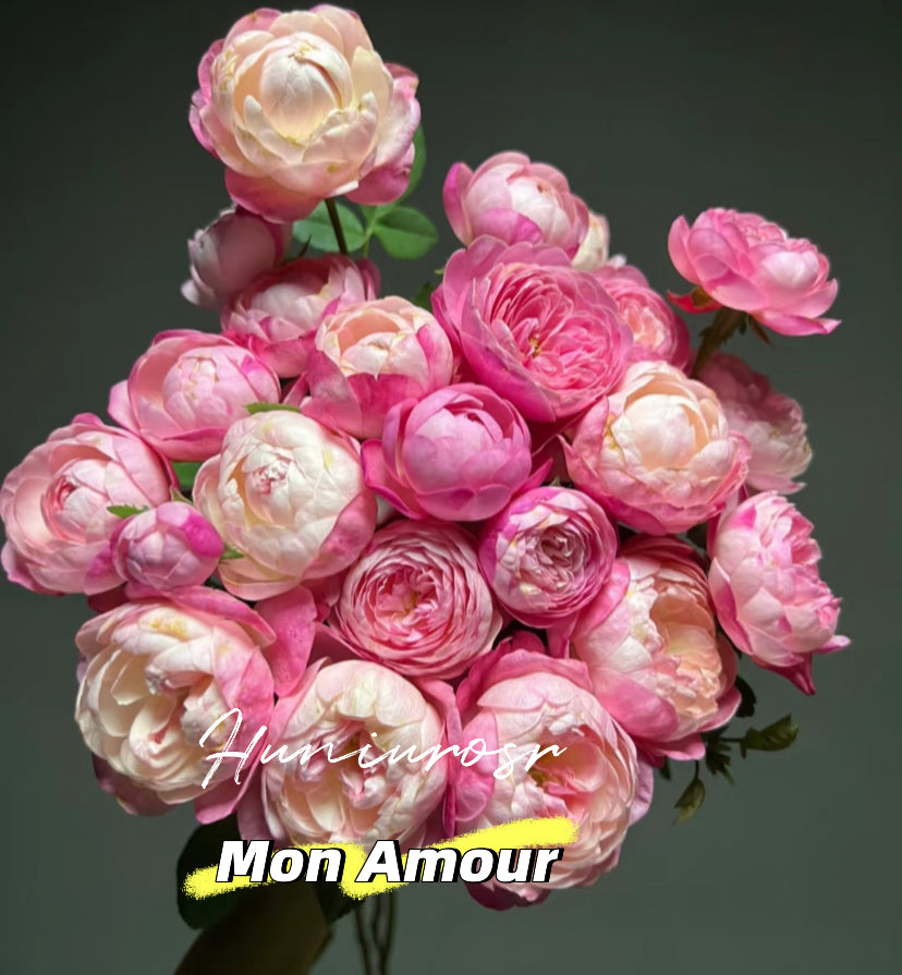 Mon Amour Japanese rose