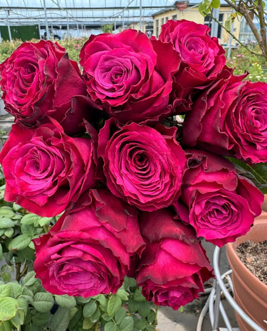 Venturoso special colour cutting rose