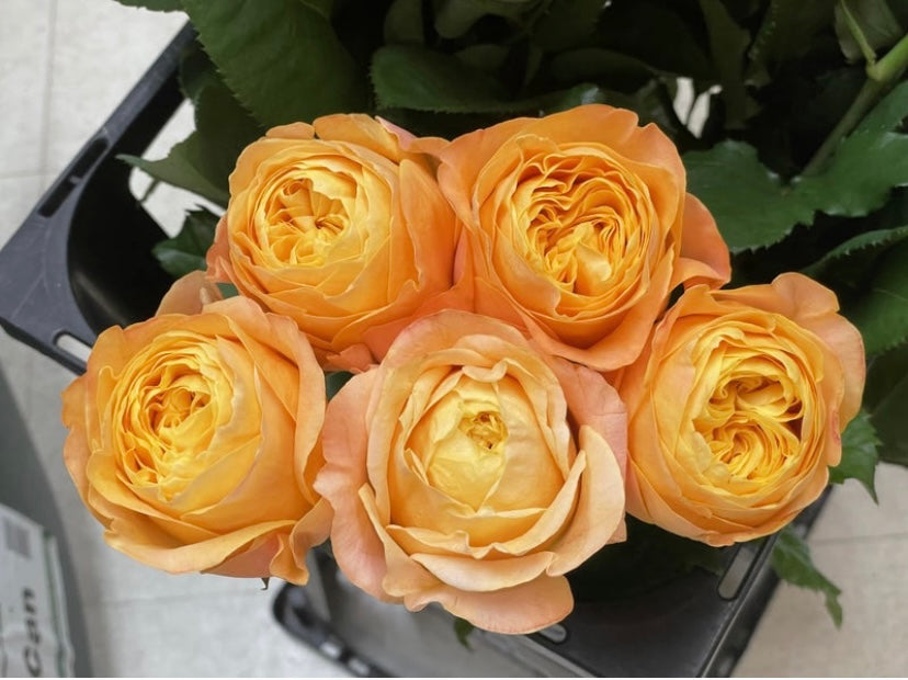 New! Wabara Japanese beehive very beautiful rose plant 蜂巢