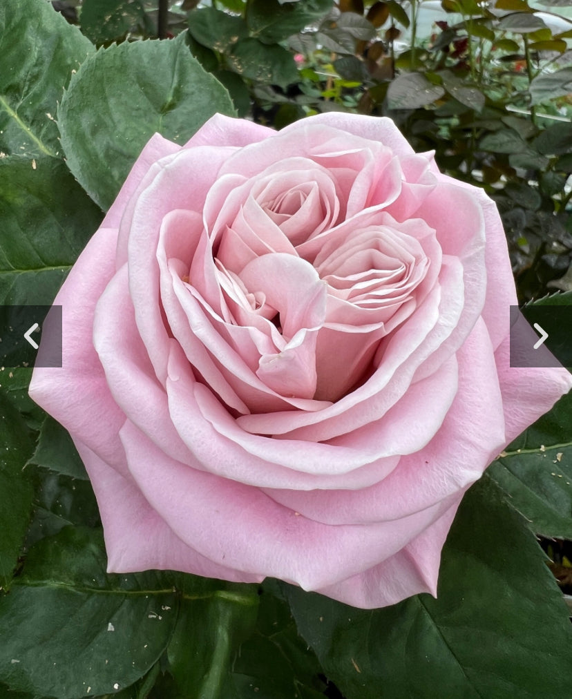 New ! VIP 2025Rebellion sweet cutting rose