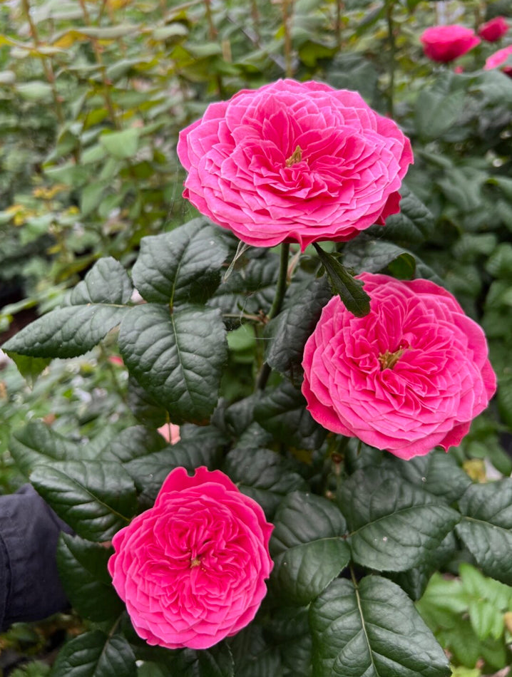 New 2026! VIP cutting rose Villa Variola