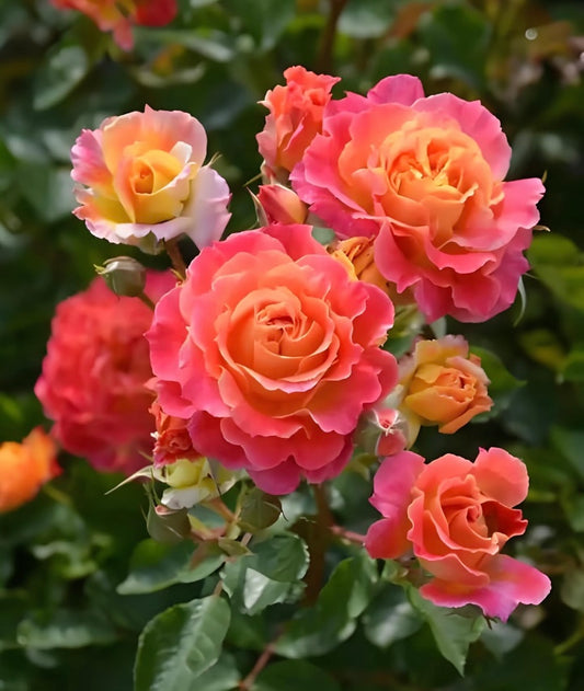 Japanese rose Chaleur colour changeable