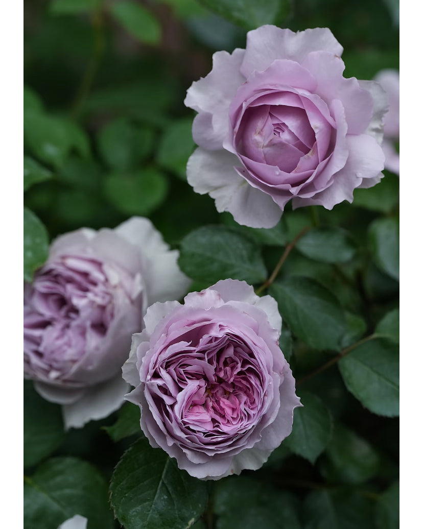 Sale!Japanese perfect purple rose Lilas