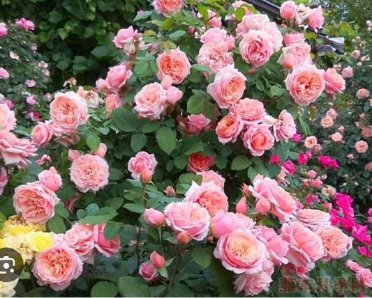 New! French Guillot breeder Paul Bocuse very floribunda rose保罗博古斯