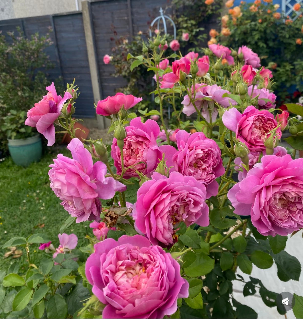 English rose Emma’s Bridgewater 爱玛水桥